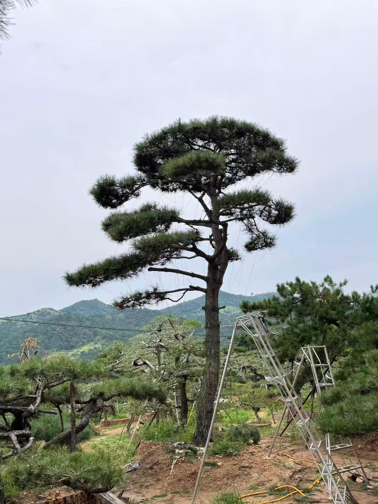 山东军辉园林绿化基地实景