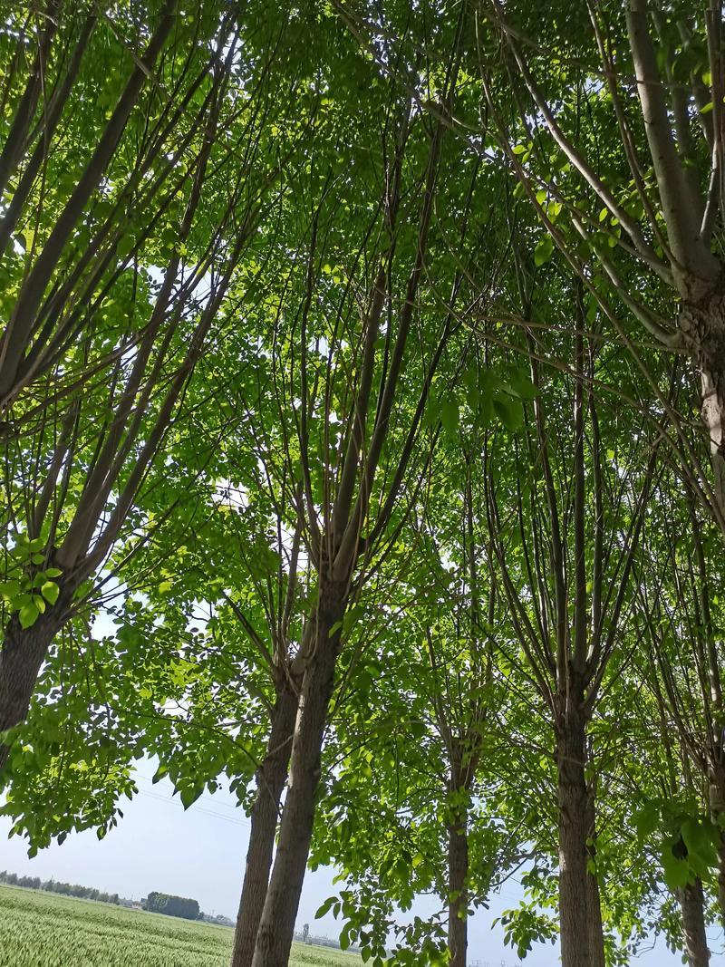 丛生黄栌种植基地实景