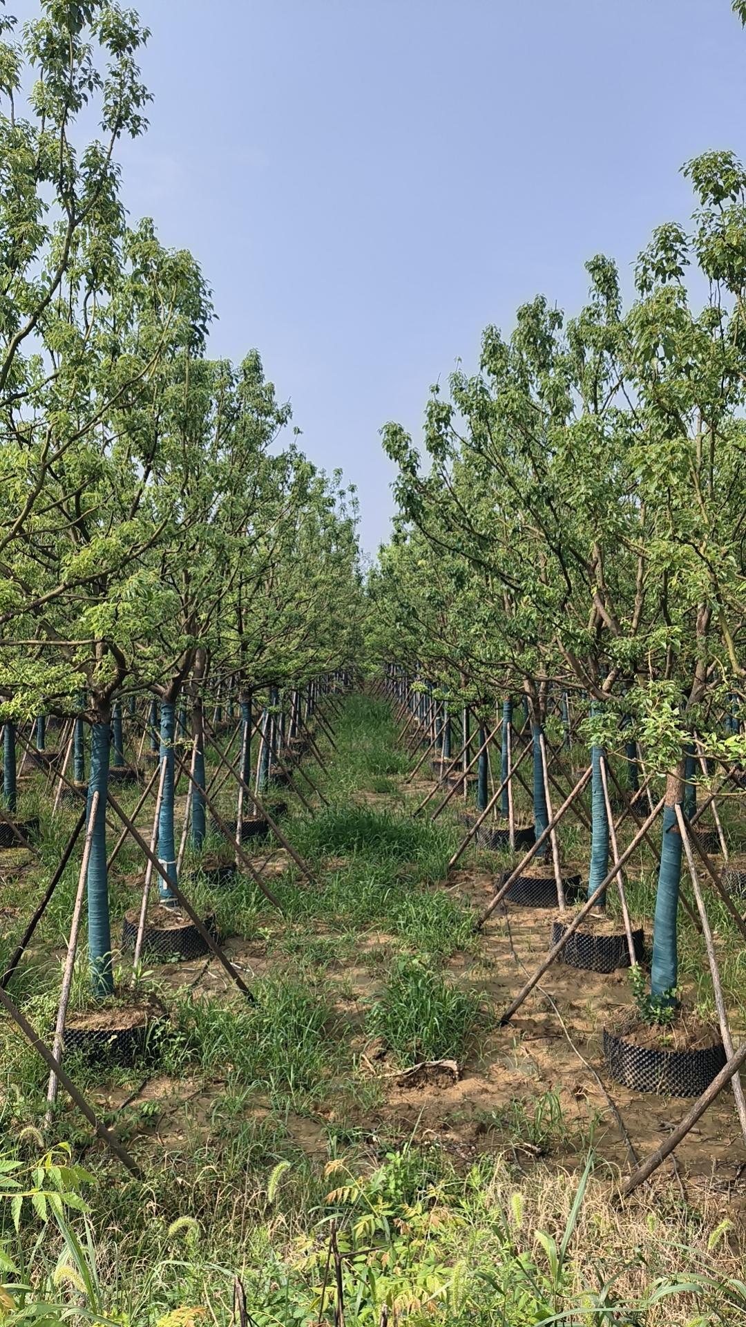 荆州市荆州区涛顺苗木专业合作社香樟树基地