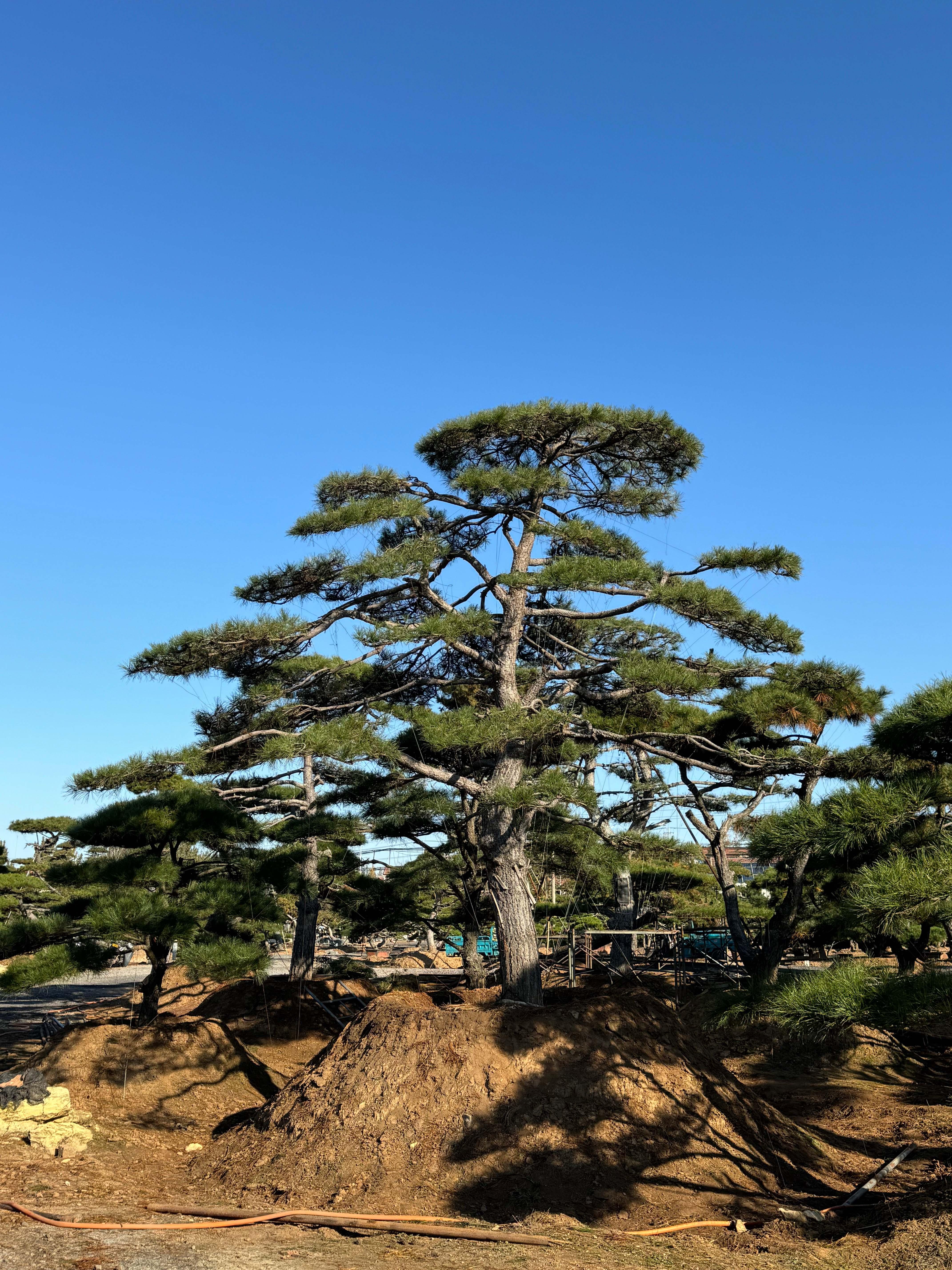 山东军辉园林绿化有限公司造型松产品展示