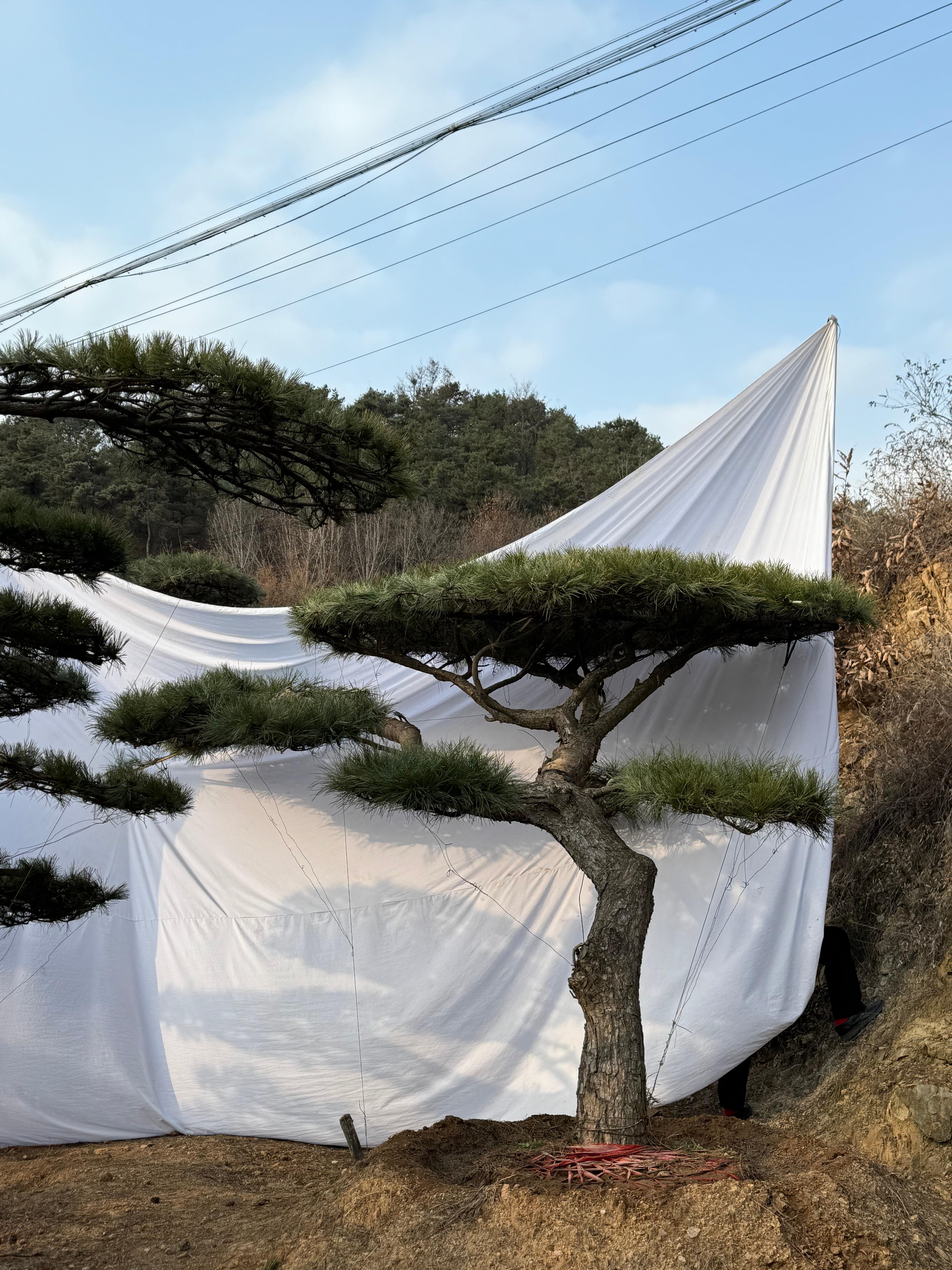 山东军辉园林绿化有限公司基地实景