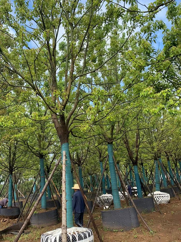 香樟基地实景