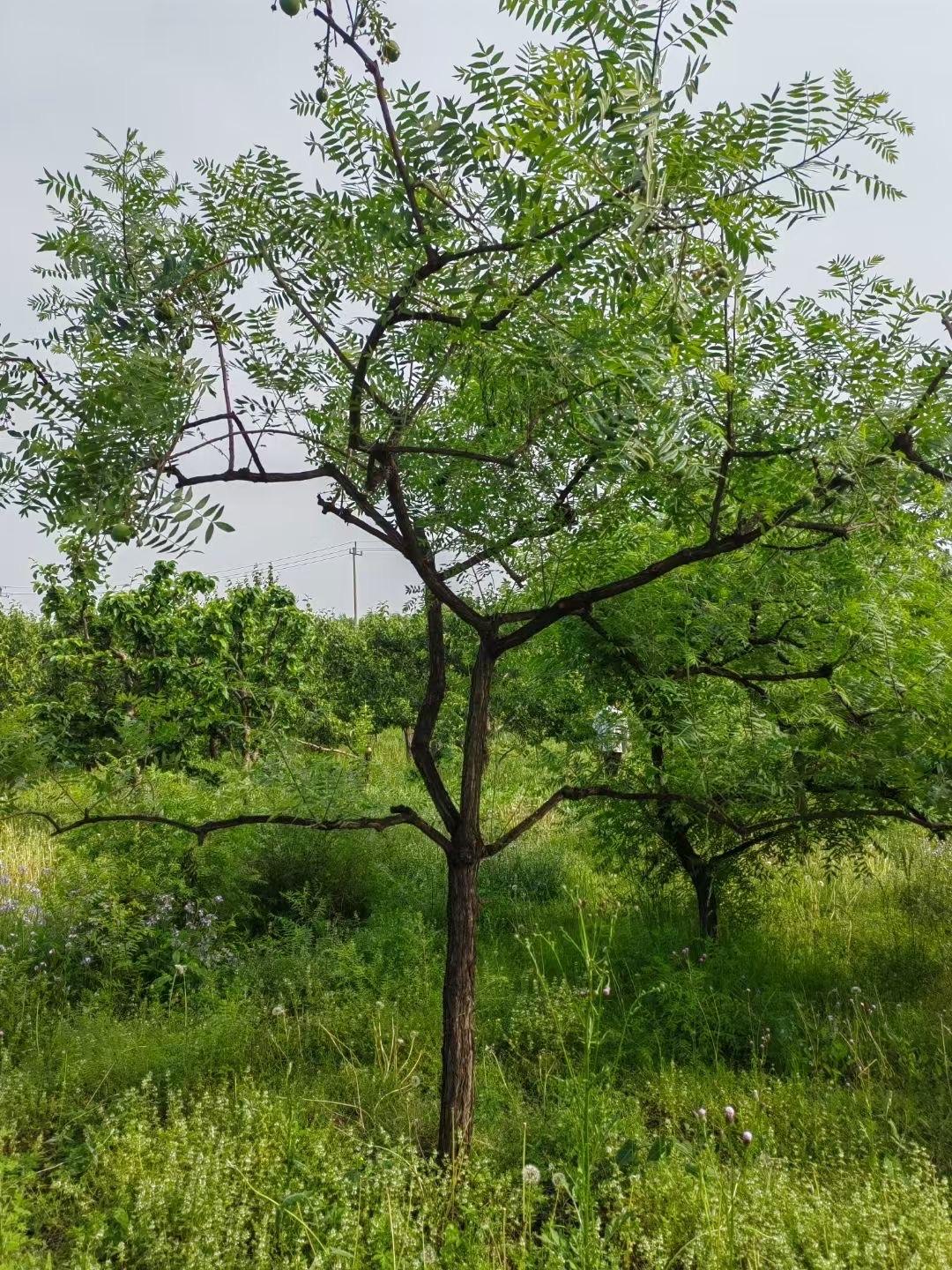 保定峻熙苗木基地实景