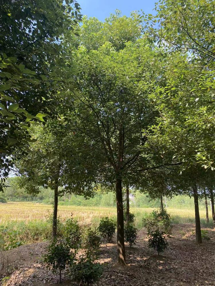 荆门树多多苗木有限公司香樟基地实景