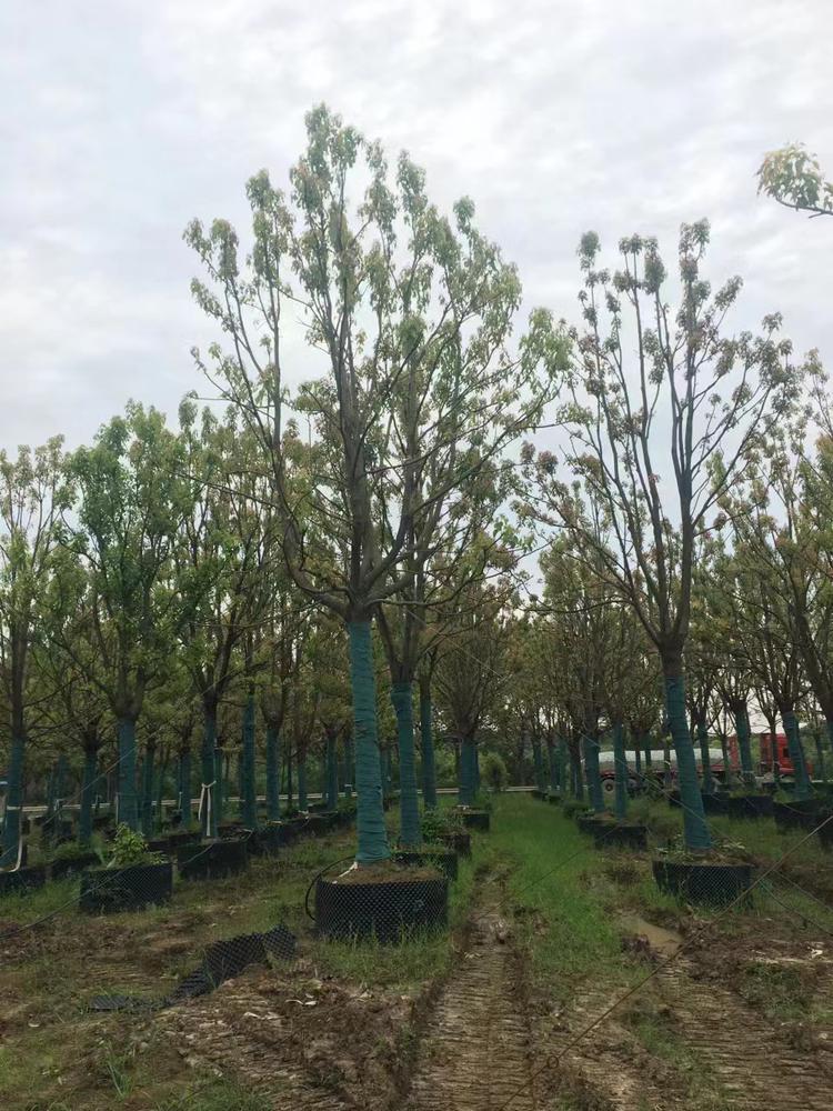 荆门树多多苗木有限公司-香樟树起苗现场