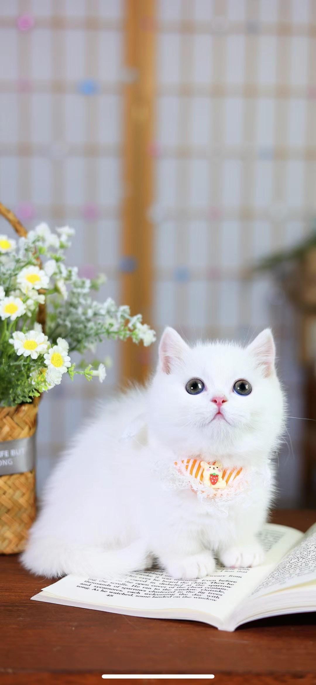 猫咪护理场景