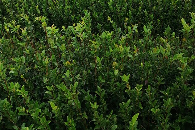 油茶苗培育现场