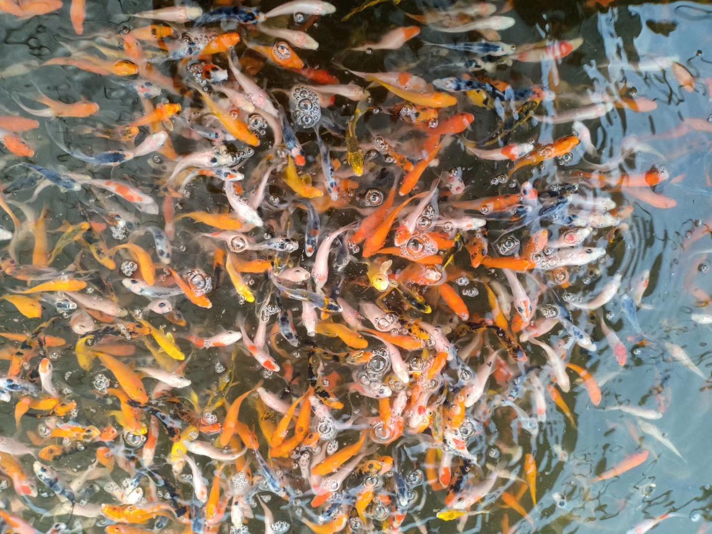 清远市清城区港兴水产养殖场鱼苗基地