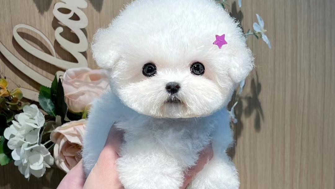 广东深圳买狗推荐实体店环境
