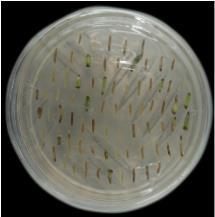 陕西博瑞德生物科技有限公司企业环境