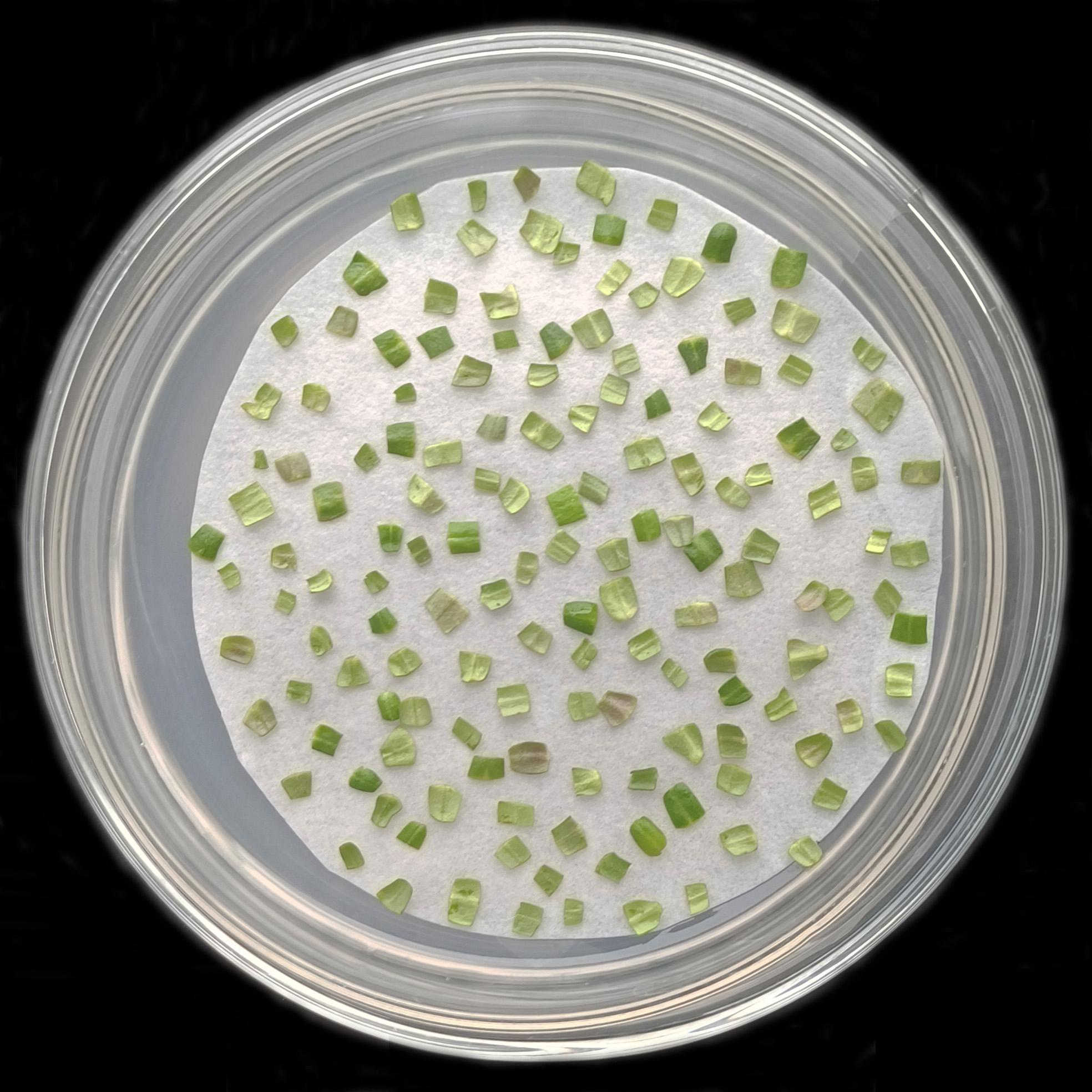 陕西博瑞德生物科技有限公司实验操作场景