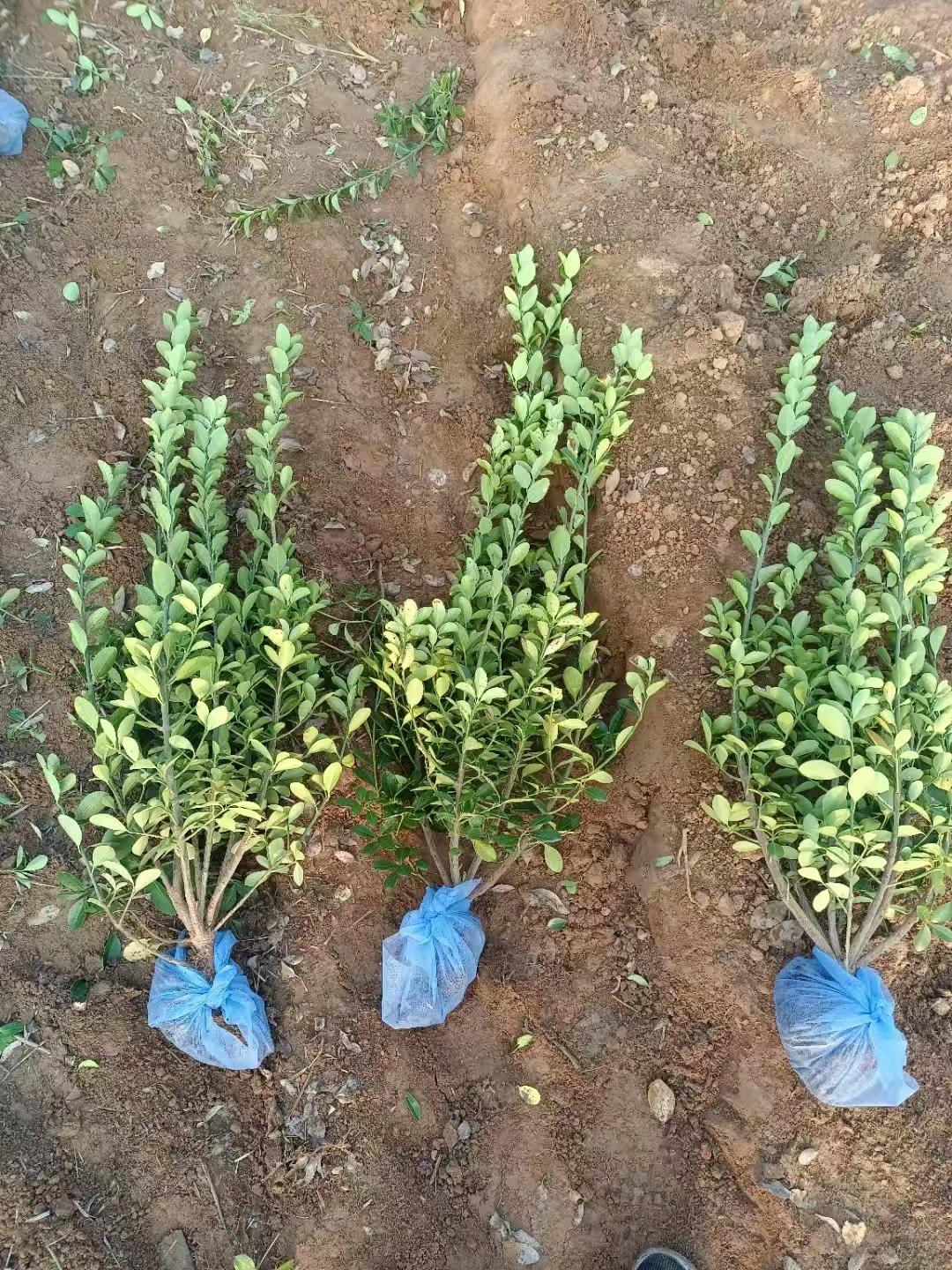 鸿盛苗木种植场基地实景