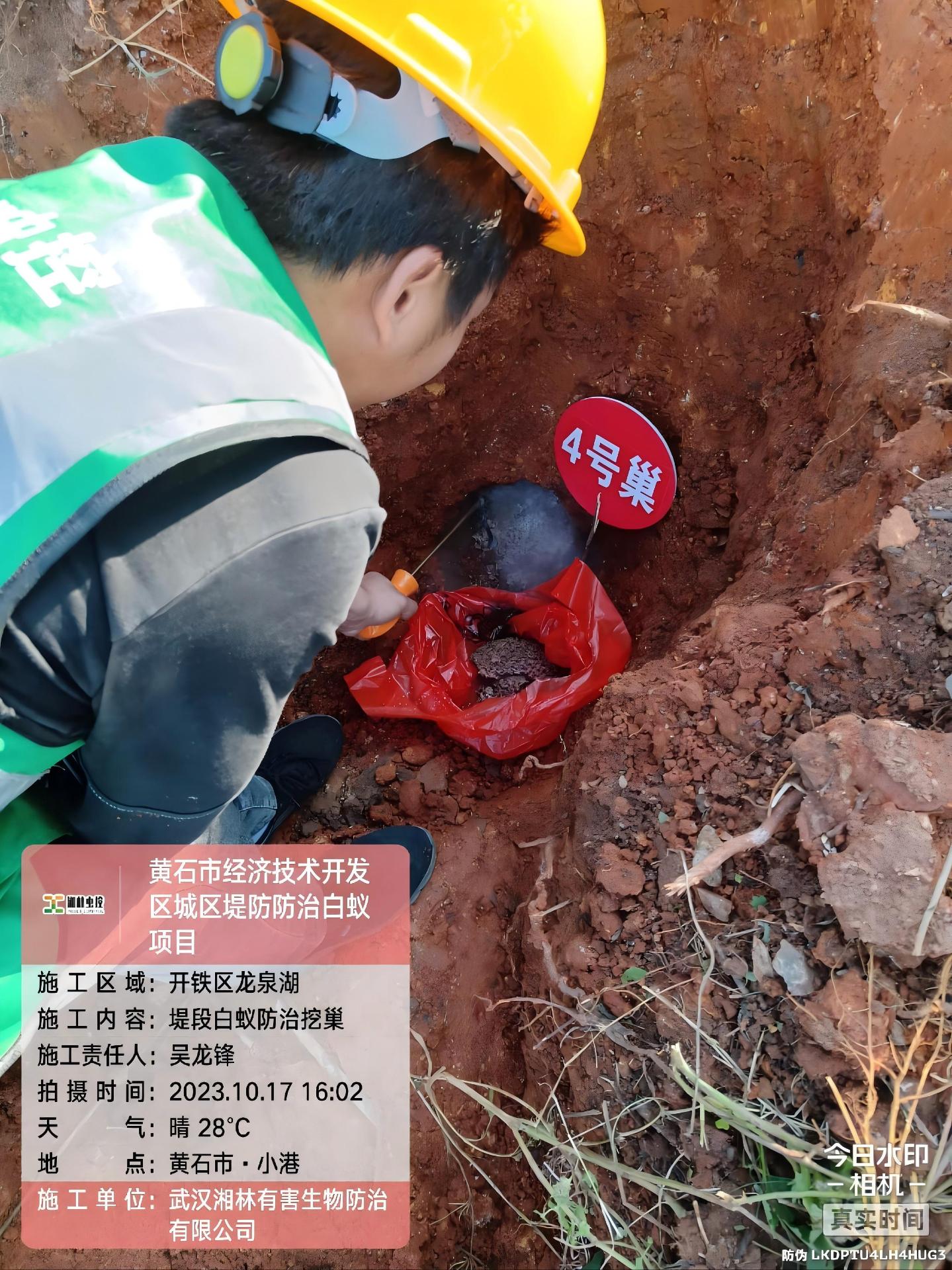 白蚁防治现场作业