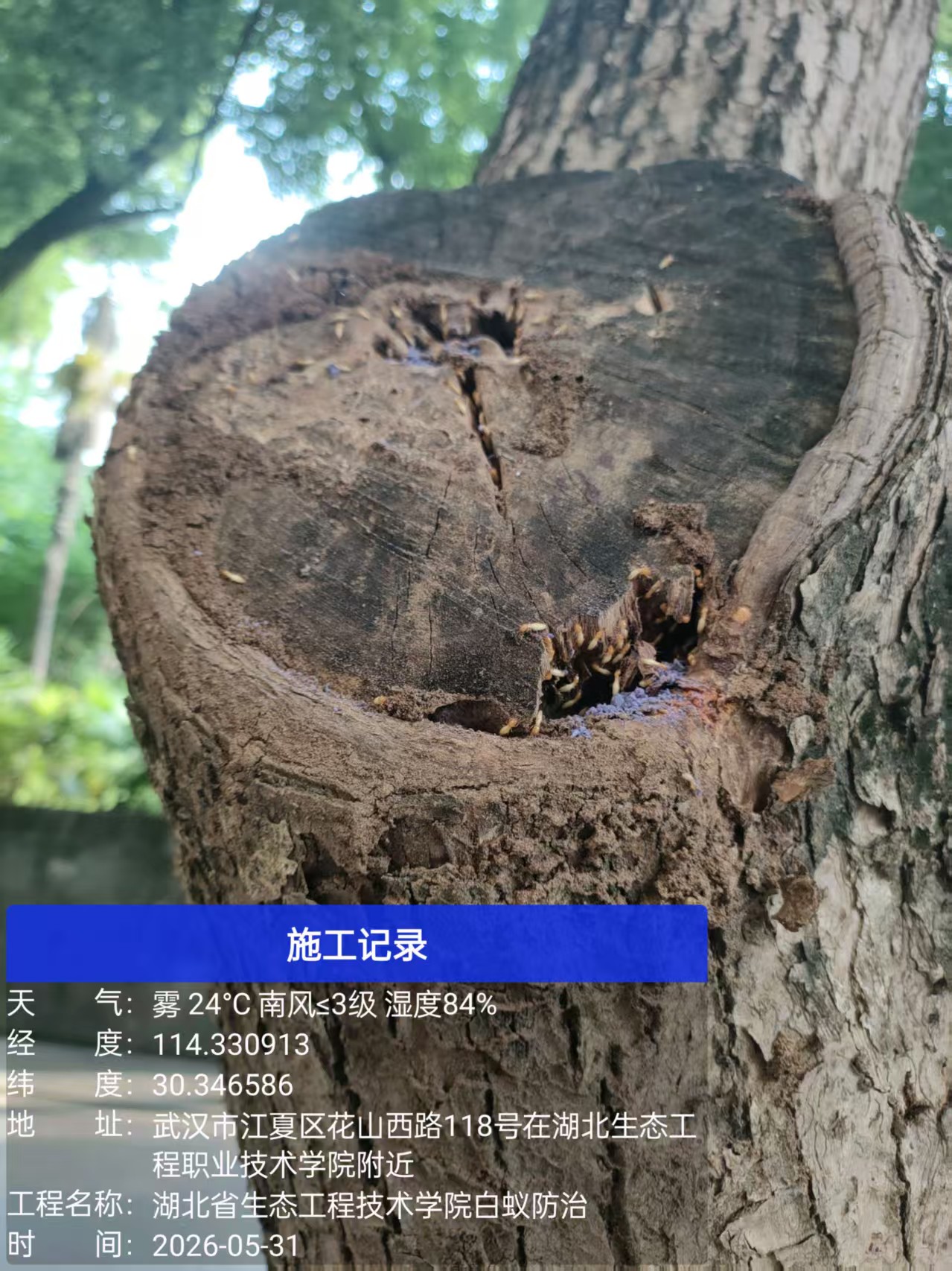 武汉湘林白蚁检测设备作业