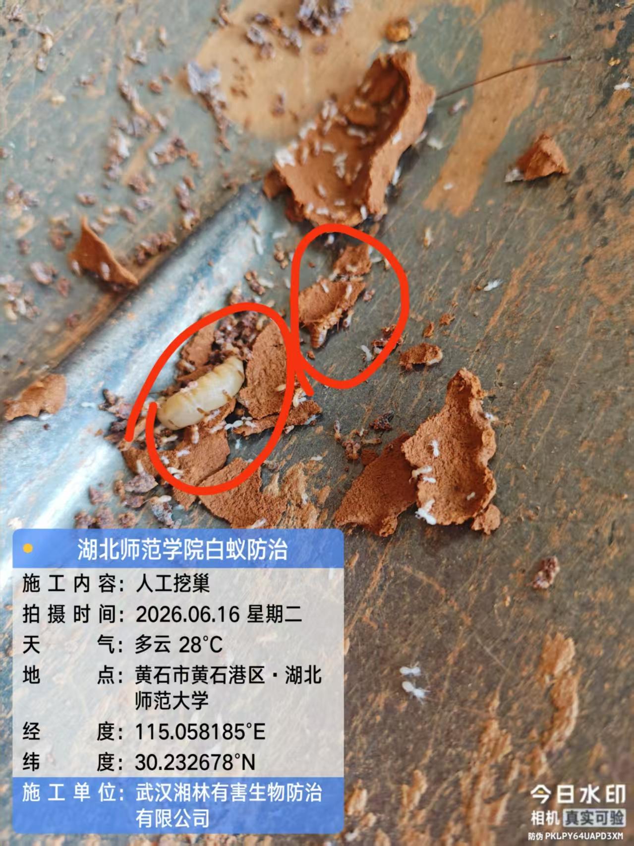 武汉湘林白蚁防治案例现场