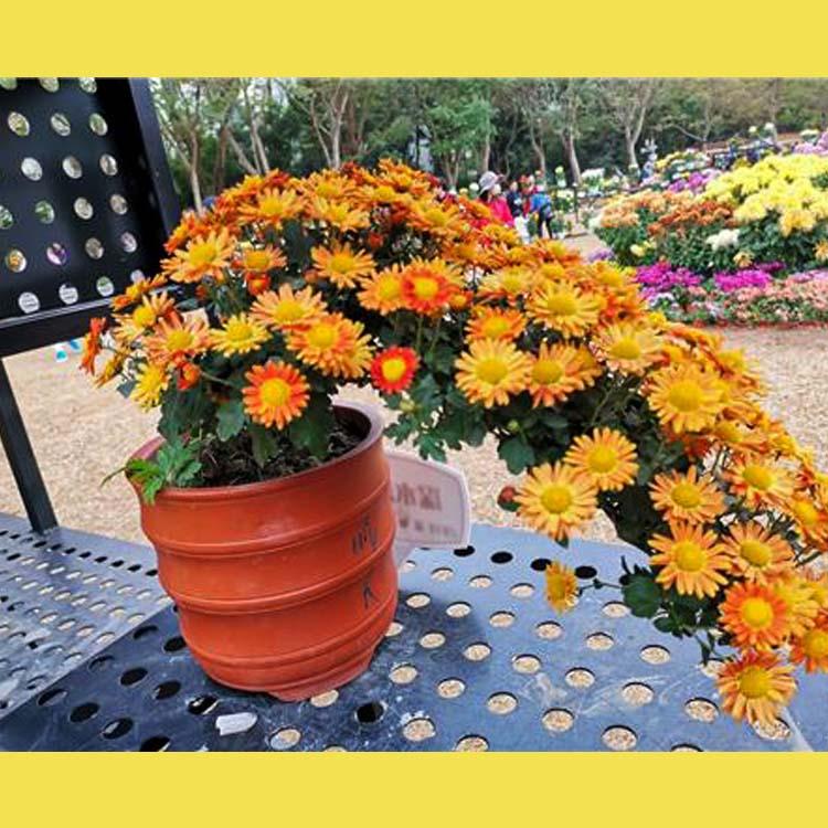 开封前方园艺菊花基地