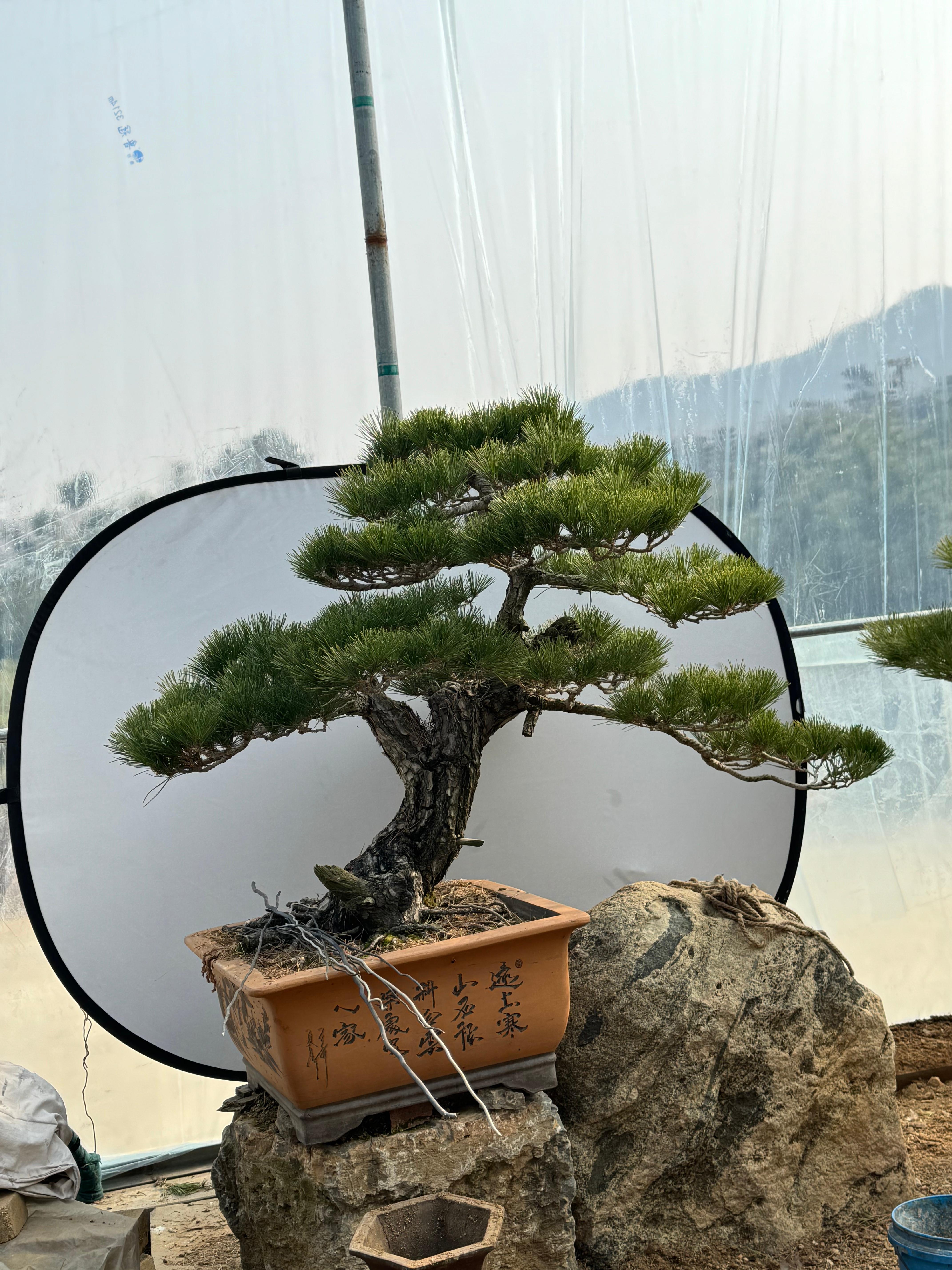 景观松基地实景