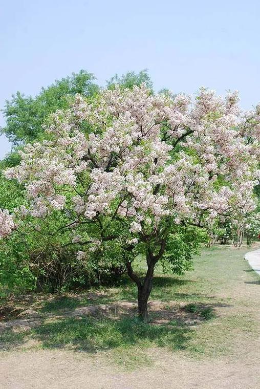 保定峻熙苗木基地实景