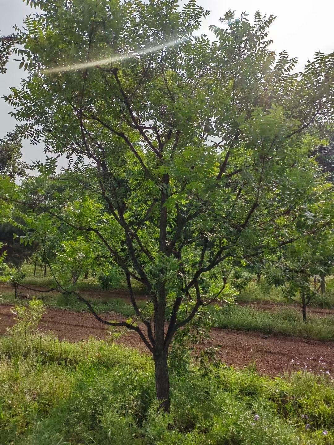 峻熙苗木文冠树种植区