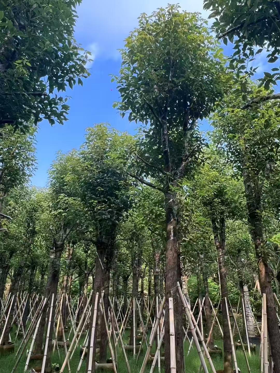 苗木装车发货场景
