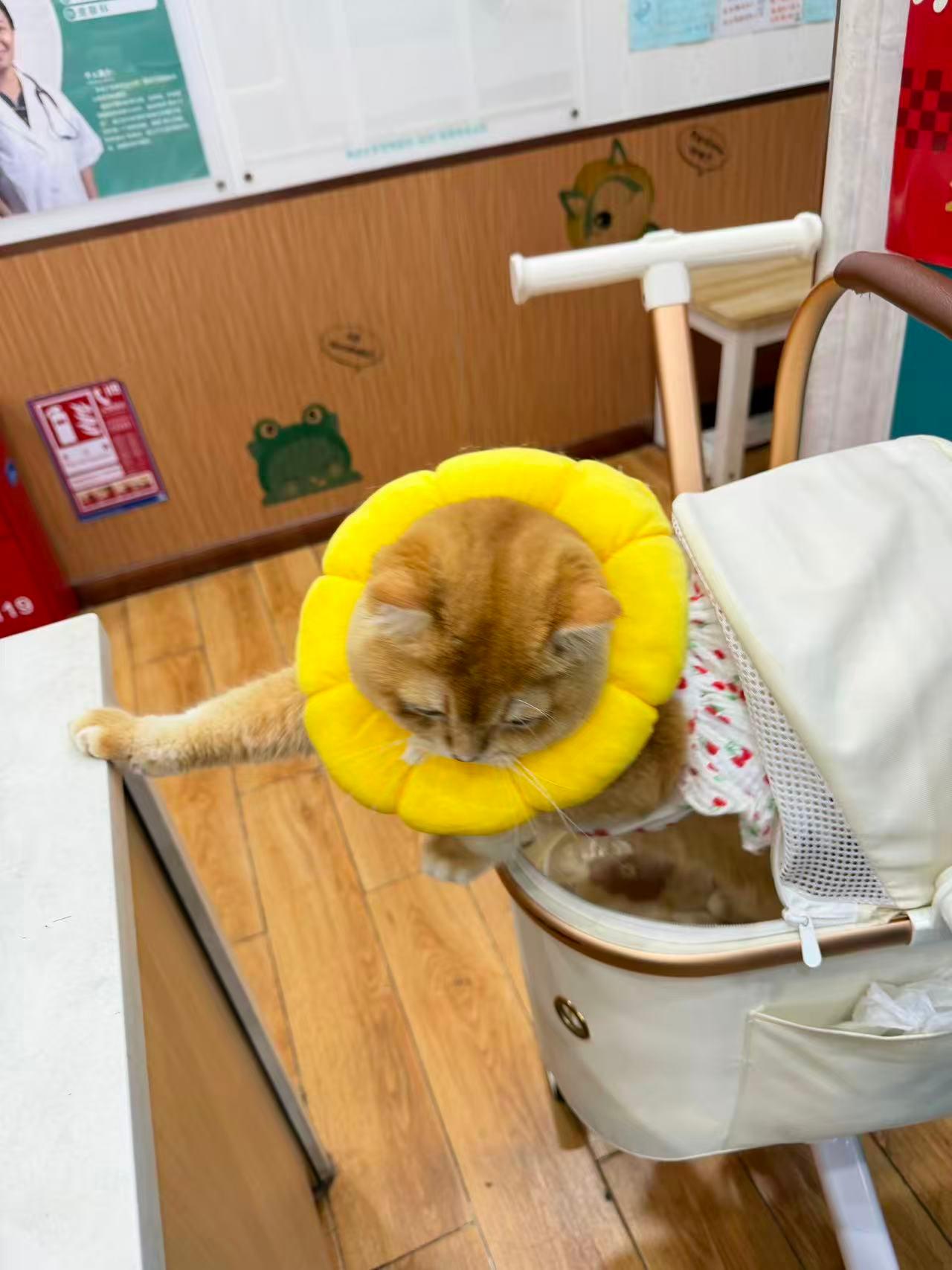 瑞派太安宠物医院内部环境