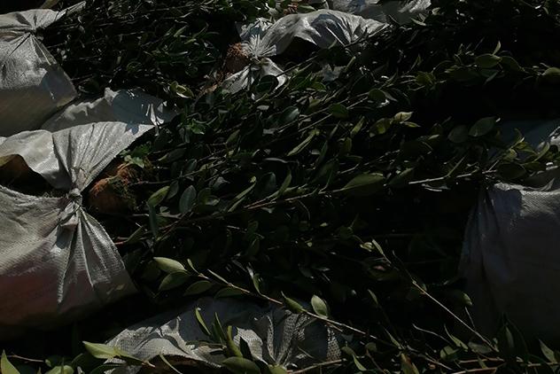 株洲望德苗木有限公司基地