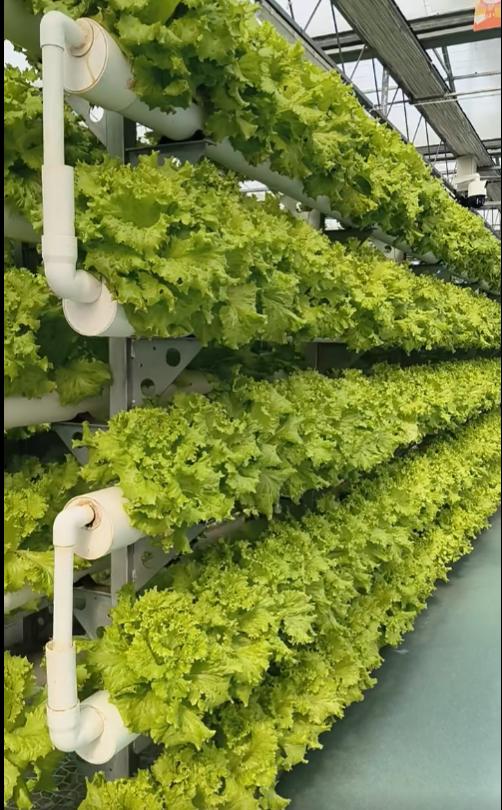 蓝莓无土水培示例