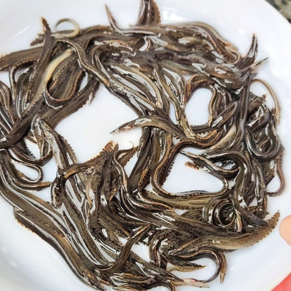 港兴水产养殖场鱼苗运输