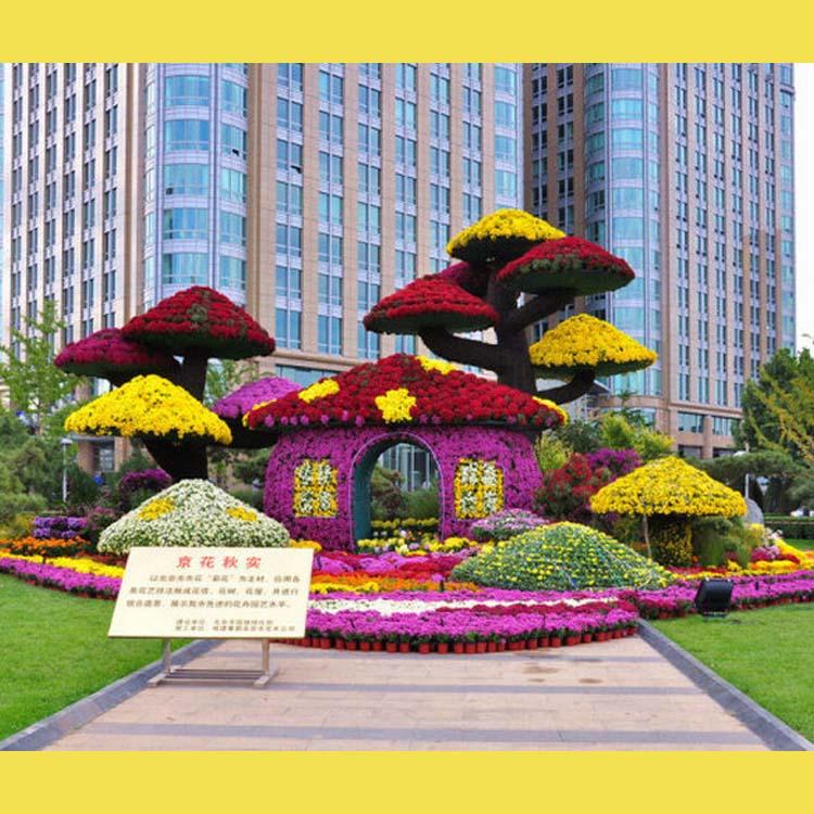 开封前方园艺菊花基地实景