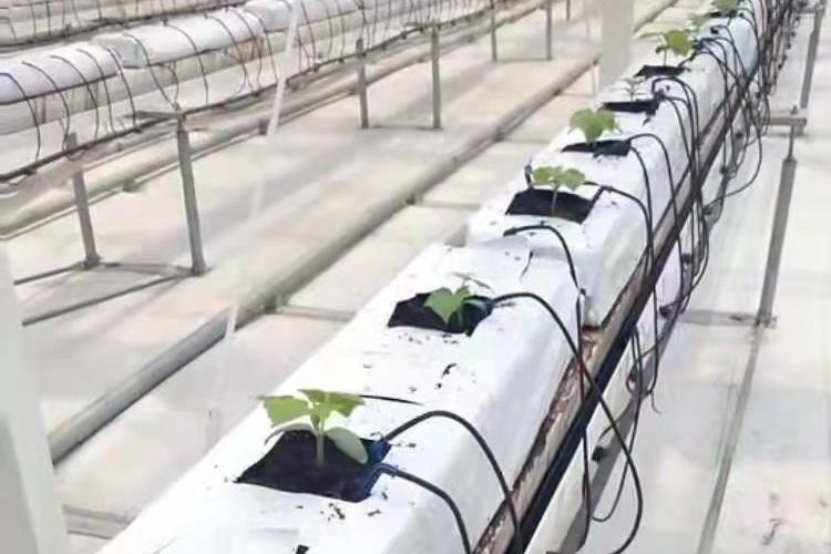 椰糠栽培袋应用
