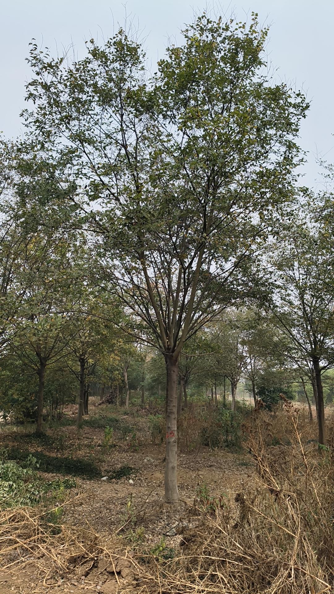 朴树基地实拍