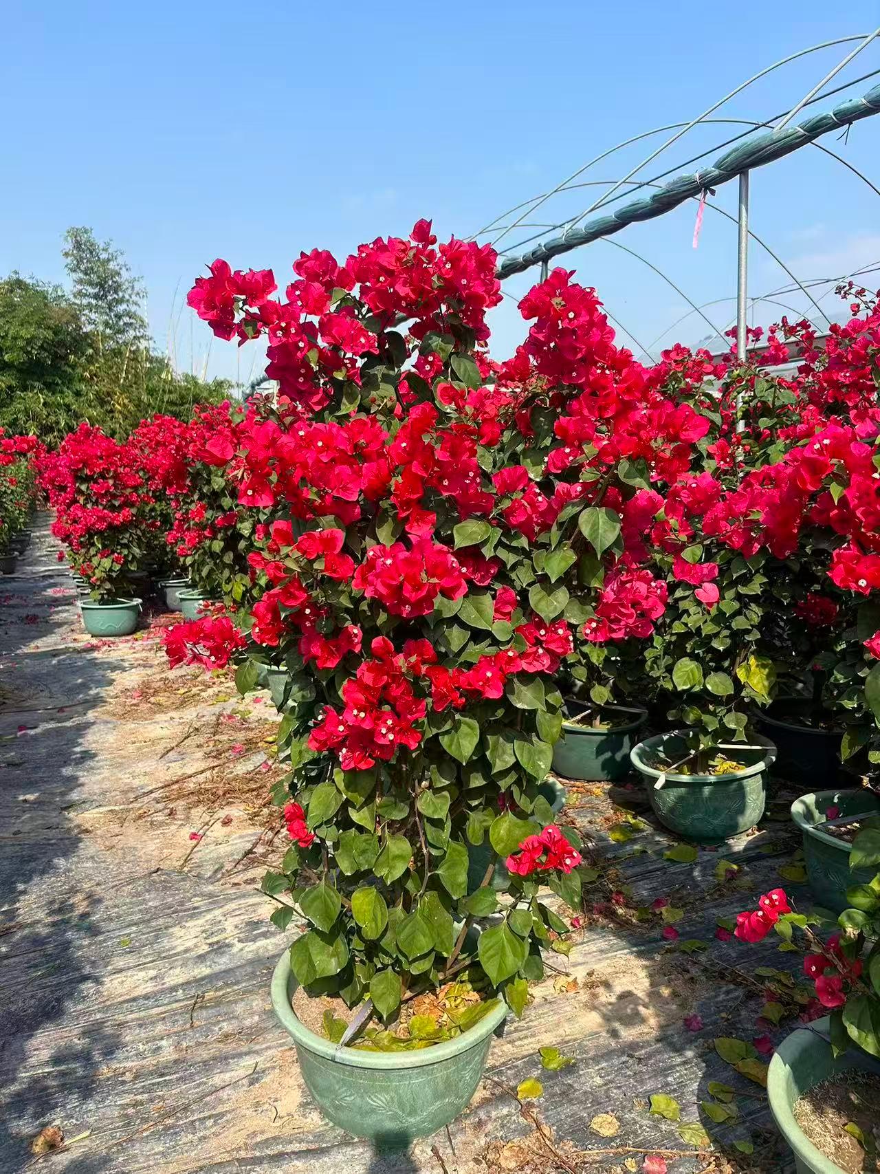 苗木种植基地实拍