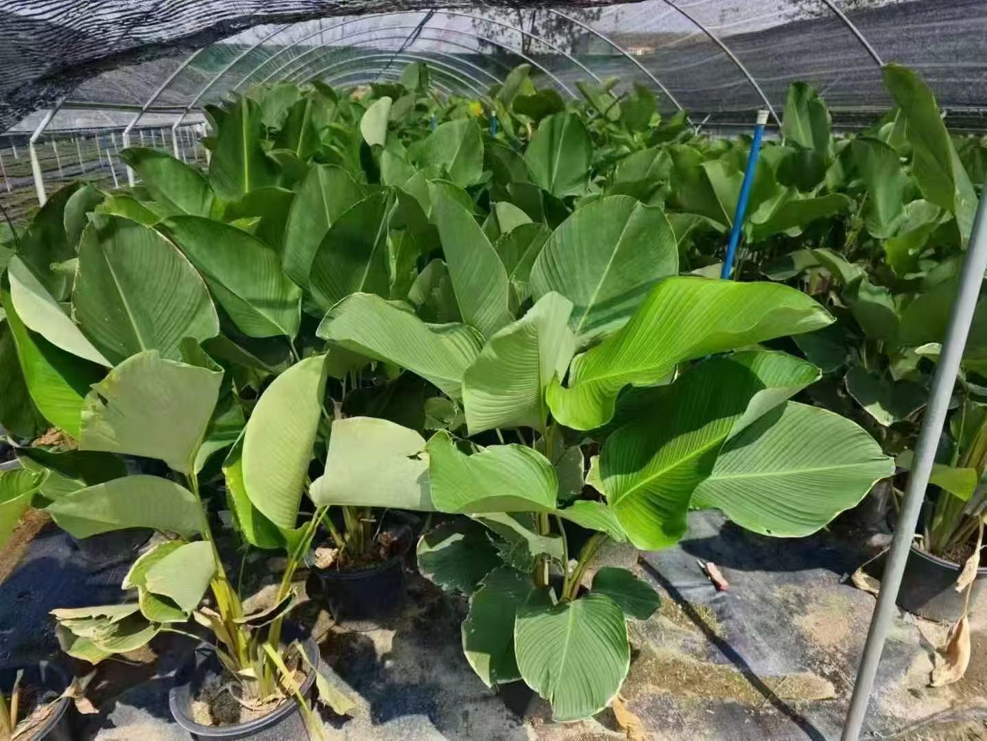 洒金榕与红花檵木实拍