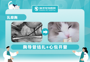 2026深圳宠物医院品牌推荐：瑞派福华龙华24小时急诊手术服务