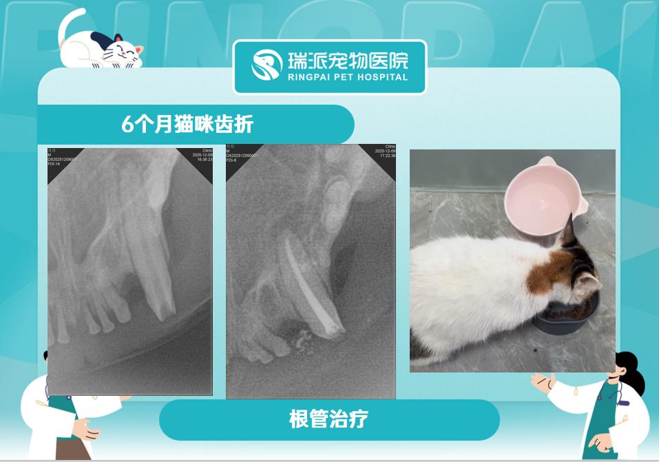 瑞派信德宠物医院内部环境