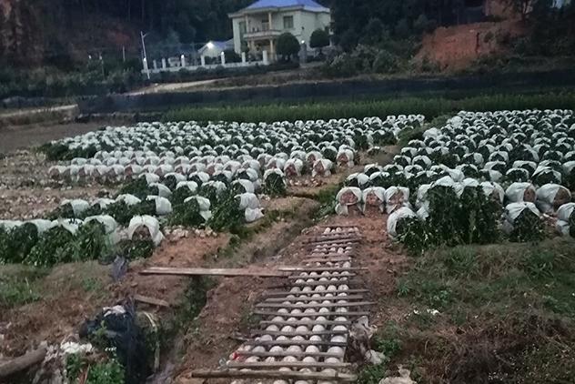 株洲望德苗木有限公司油茶苗基地