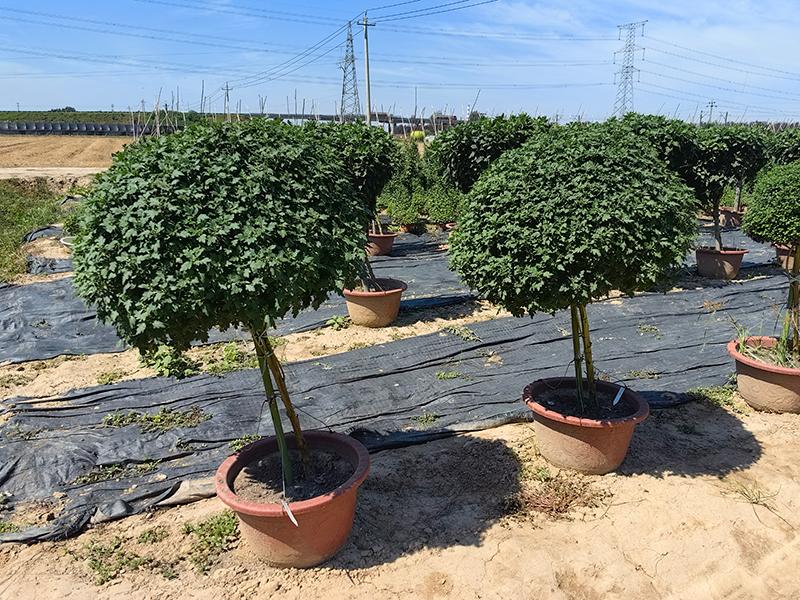 开封市英茂花木有限公司菊花造型展示