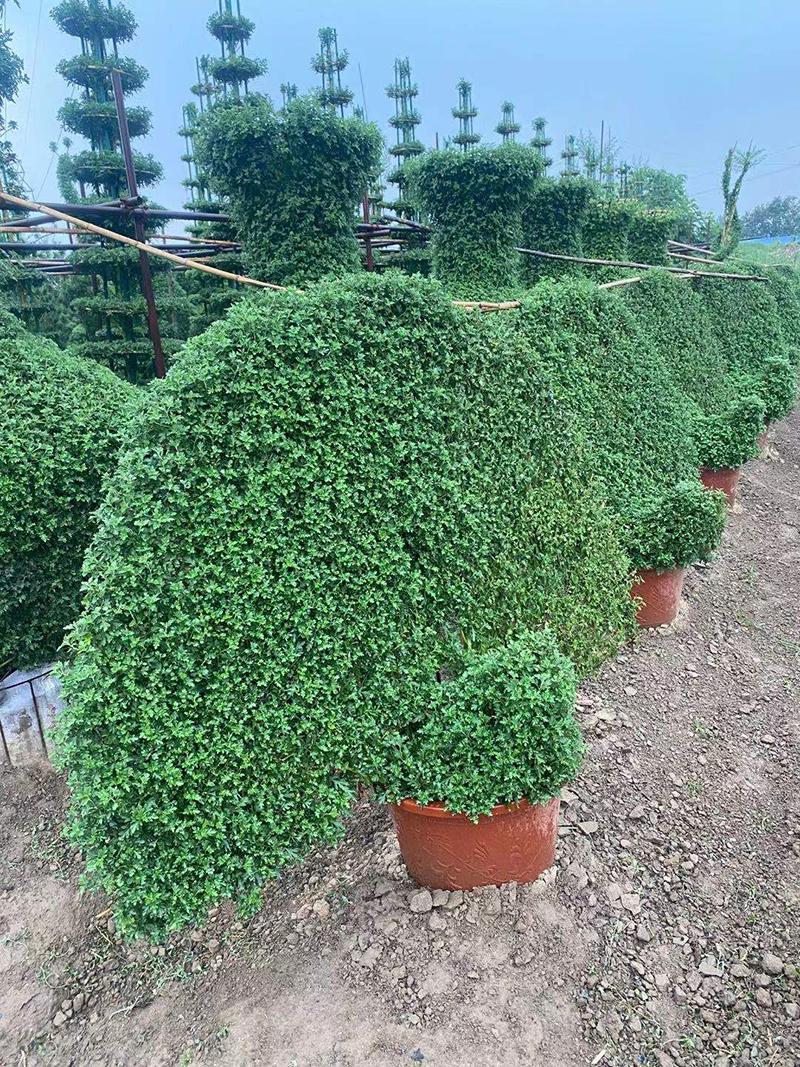 开封市英茂花木有限公司绿雕施工案例