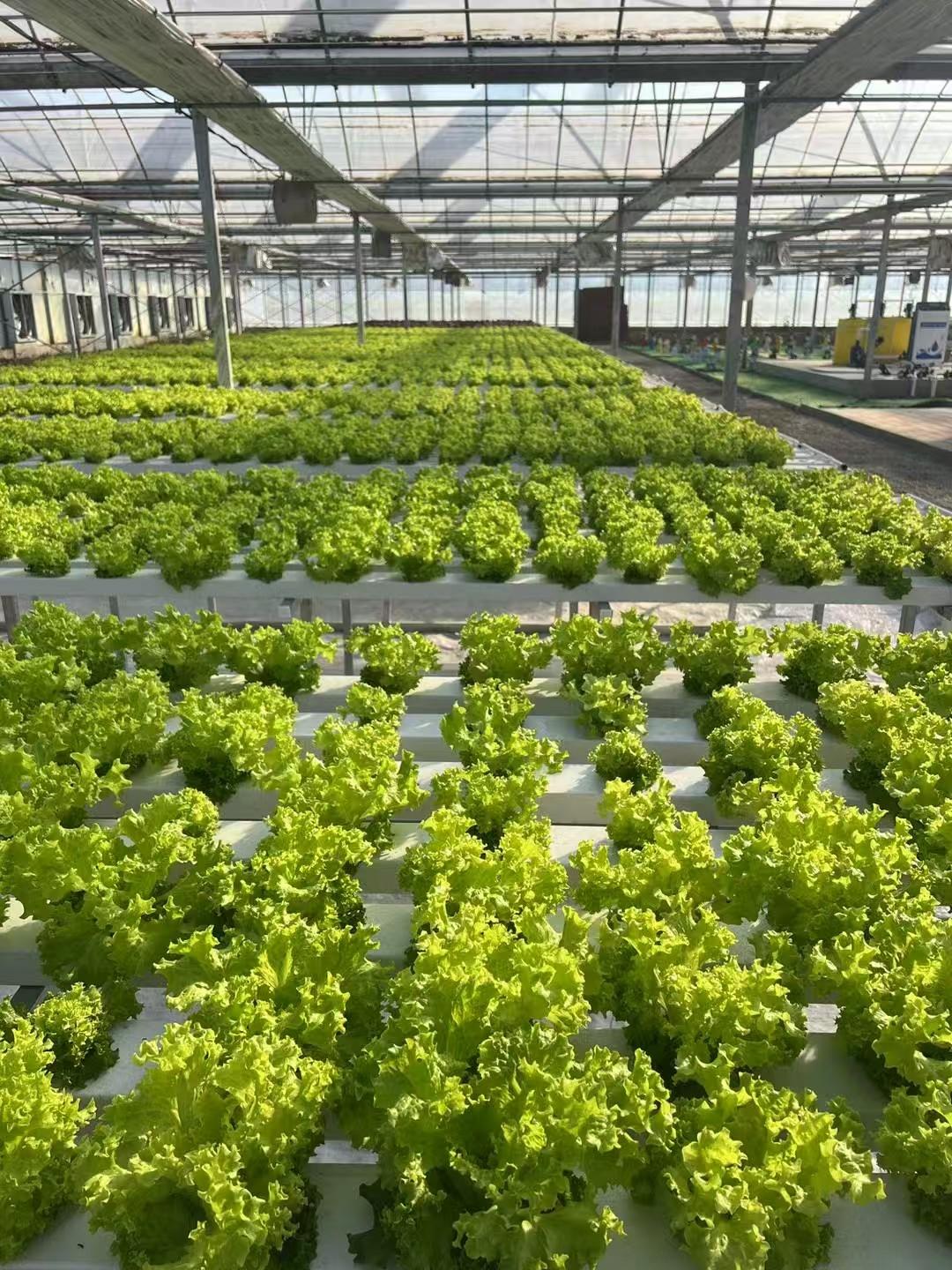 武汉欣农科技无土水培种植架细节
