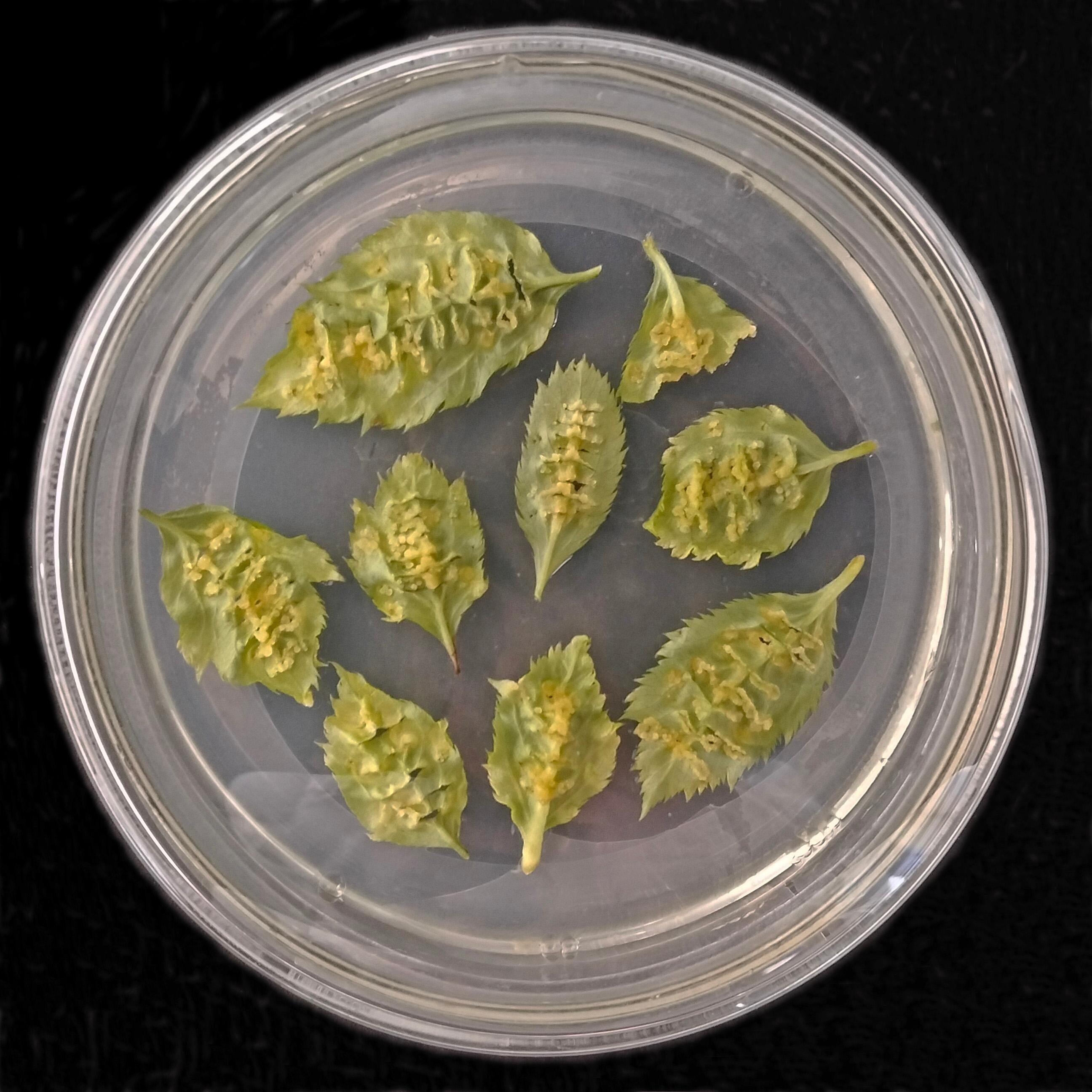 陕西博瑞德生物科技有限公司