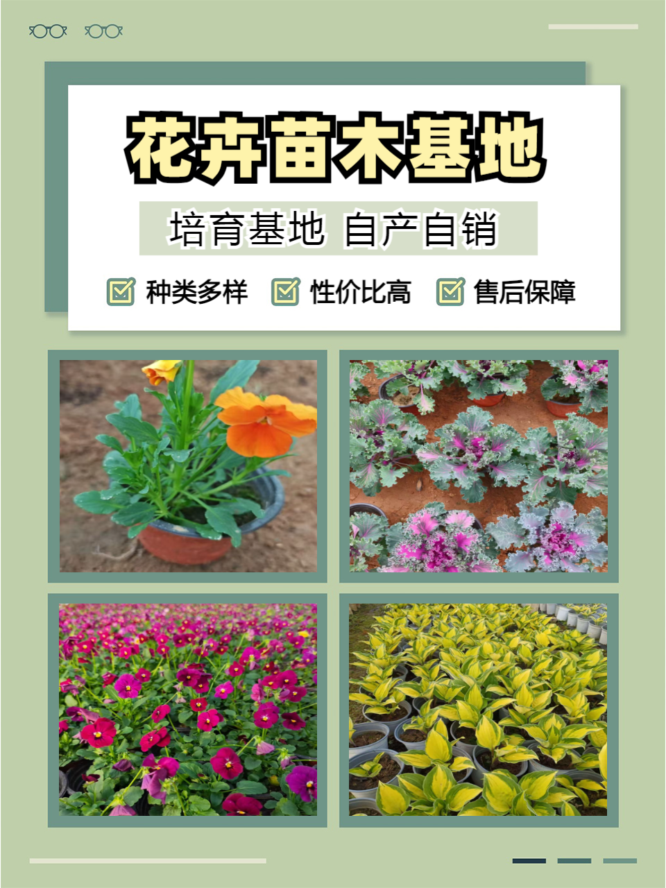 合作社花卉苗木种植现场