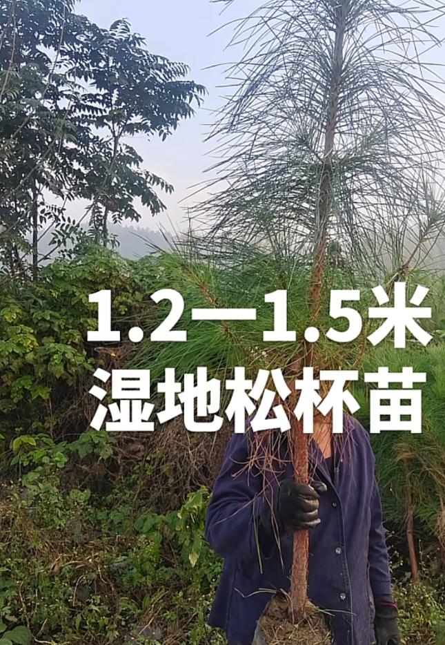 湿地松苗圃实景