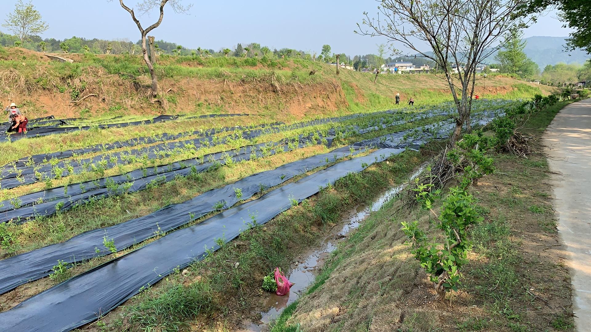 PE防草布应用场景-果园