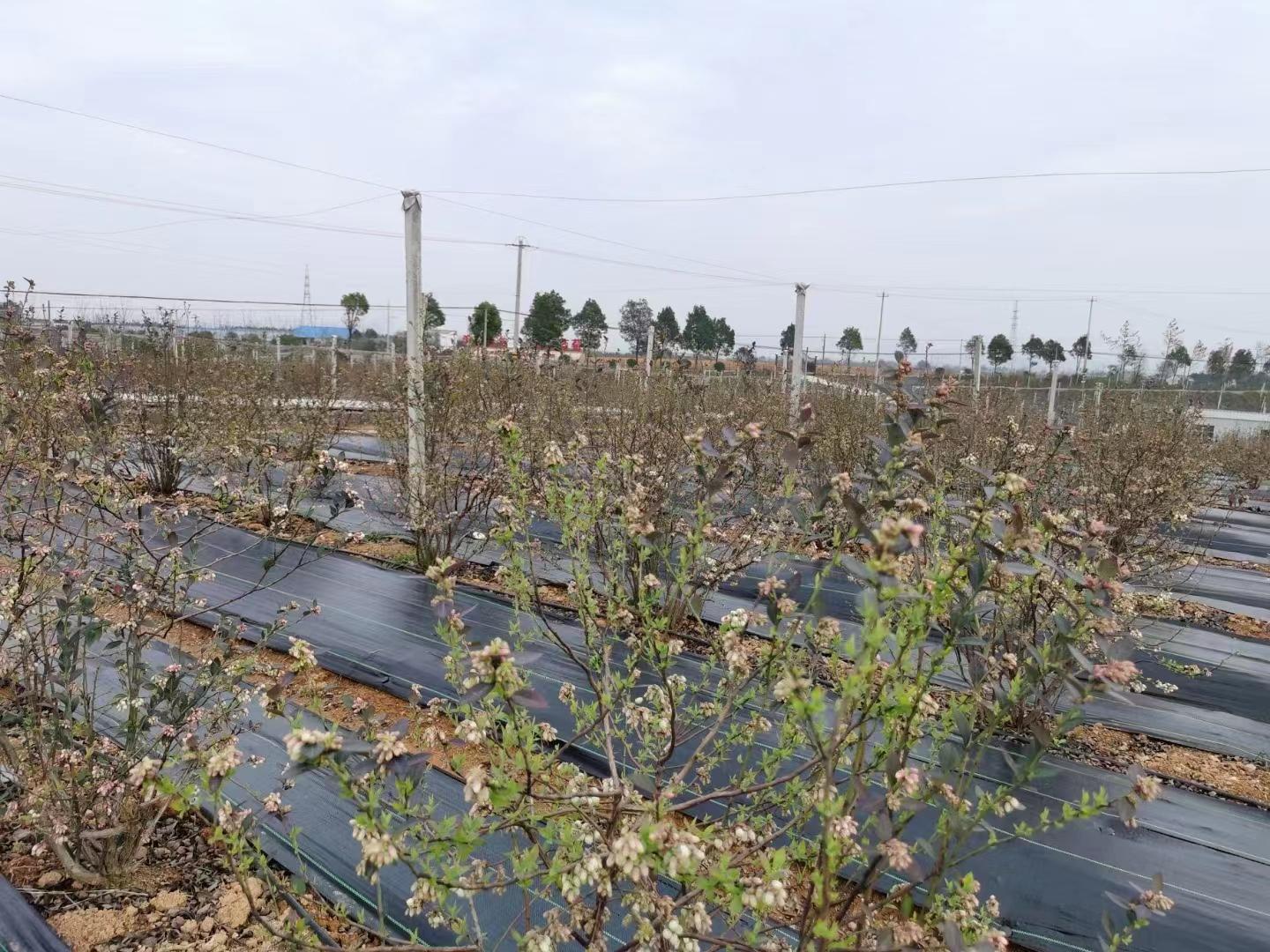 山东环农PE防草布应用实景