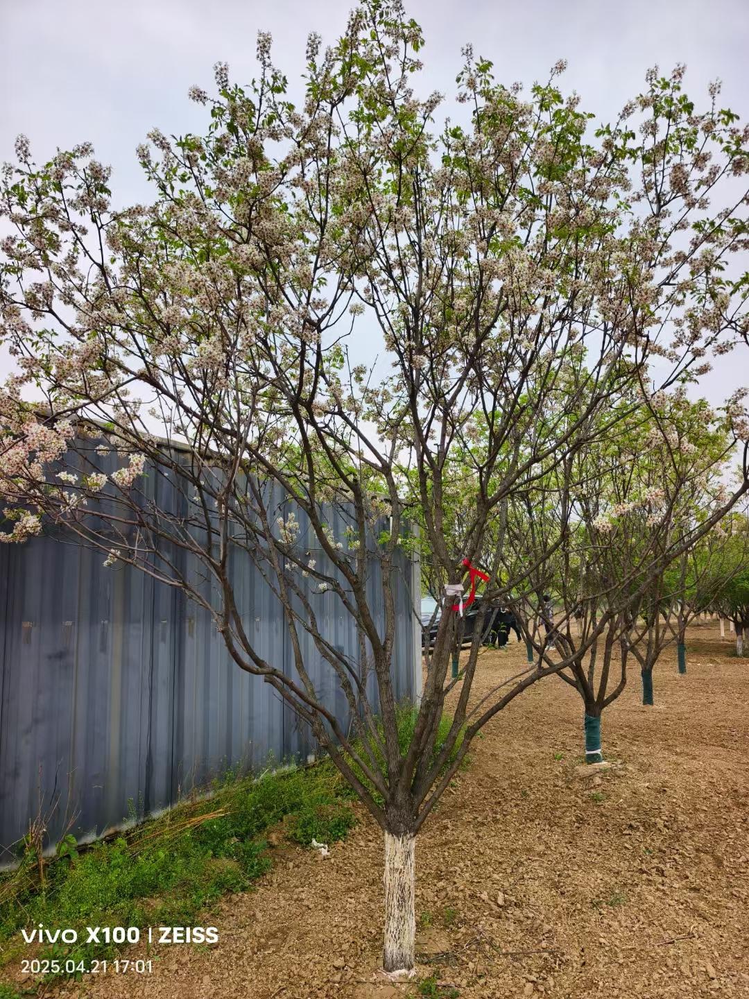 文冠树基地实拍