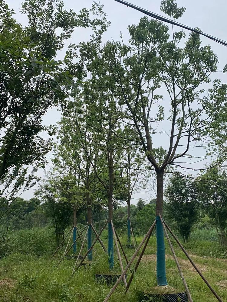 荆门树多多苗木有限公司香樟树基地实景