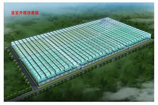 山东大楚温室工程有限公司案例图2