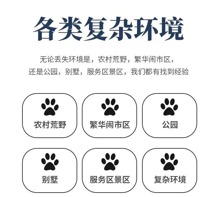 孙锦荣寻宠团队工作场景