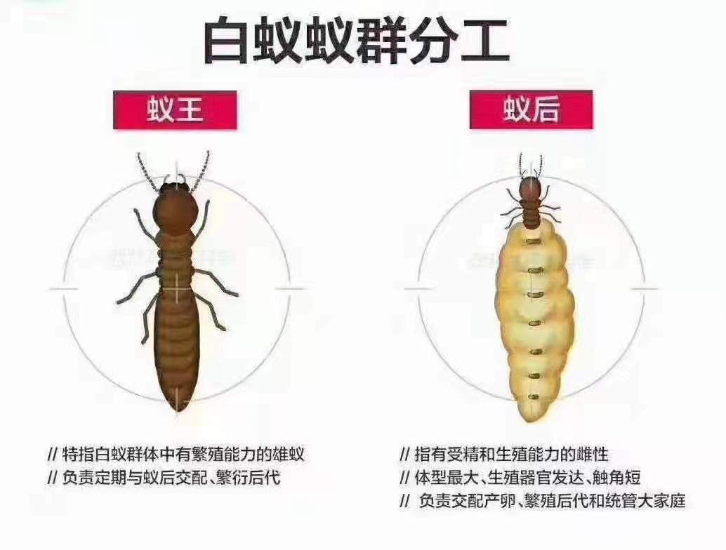 广州市建安白蚁害虫防治有限公司