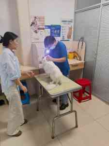 2026年滨州宠物诊疗机构推荐:专注血气/生化/PCR检测的安东宠物医院